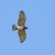 Circaetus gallicus